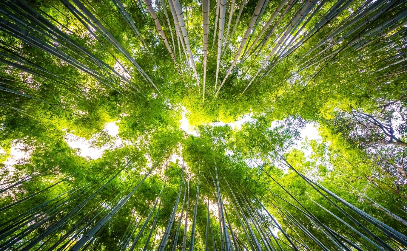 Bienestar y sostenibilidad en un entorno verde